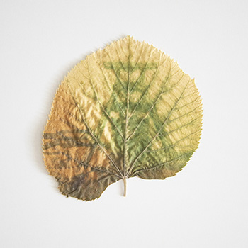 Chlorophylldruck auf einem Lindenblatt: Darstellung des Zechenturms von Schacht 12 der Zeche Zollverein.