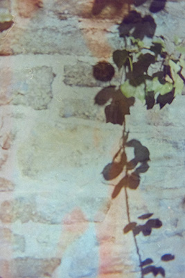 Mauer aus alten Ziegeln im Hochformat, mit einer herabhängenden Pflanzenranke. Der Schatten der Pflanze bildet sich auf der Wand ab. Eine feine rote Farbspur verläuft vertikal.