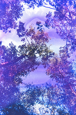 Hochformat. Blick von unten in ein Blätterdach. Lila und blaue Farbschleier durchziehen das Bild.