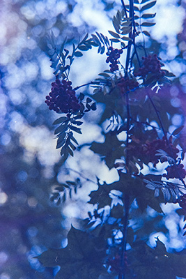 Hochformat. Ein Zweig mit roten Beeren und grünen Blättern im Vordergrund. Dahinter unscharfe Pflanzen und heller Himmel. Bläuliche Tönung dominiert die Szene.