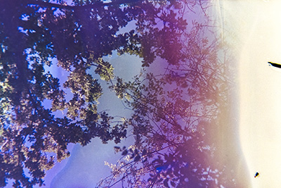 Querformat. Baumkronen vor hellem Himmel. Lila und blaue Farbschimmer liegen über dem Bild, das am rechten Rand in eine weiße, überbelichtete Fläche übergeht.